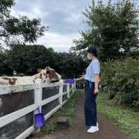 제주도 여행 코스추천 - 아침미소목장🐮