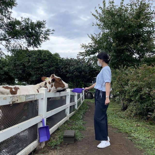 제주도 여행 코스추천 - 아침미소목장🐮