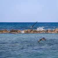 Birdwatching @ Dolphin Cove Ocho Rios