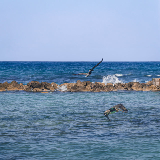 Birdwatching @ Dolphin Cove Ocho Rios