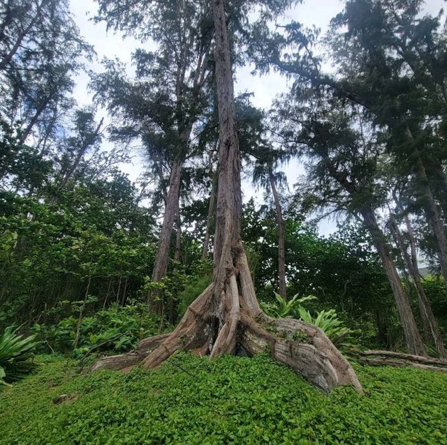 Waipio Valley