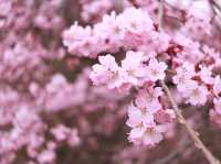 【🌸桜スポット🌸】長野県上田市 上田城🏯