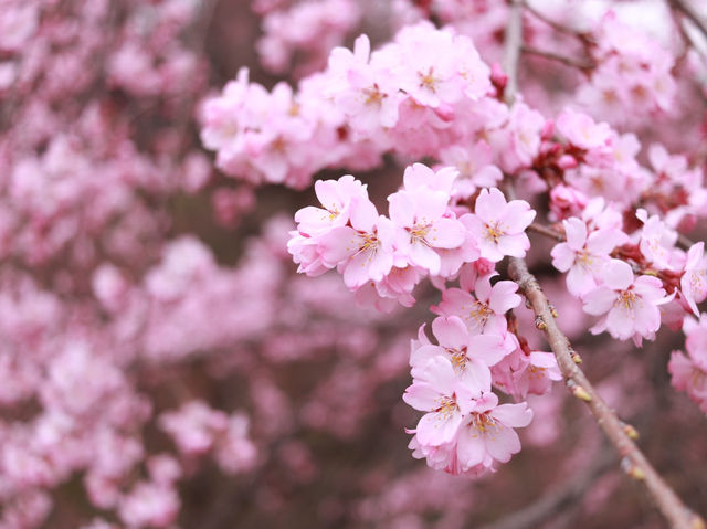 【🌸桜スポット🌸】長野県上田市 上田城🏯