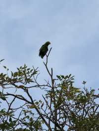 Wild encounter in the heart of Cartagena 