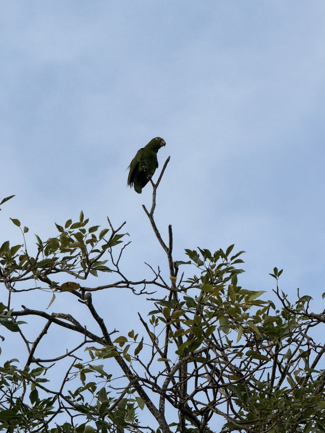 Wild encounter in the heart of Cartagena 