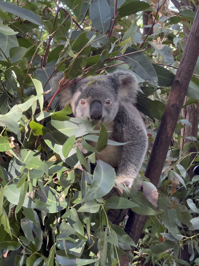 來黃金海岸一定要來抱無尾熊🐨餵袋鼠🦘