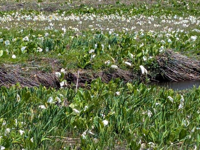 Oze National Park (尾瀬国立公園) – Gunma/Fukushima