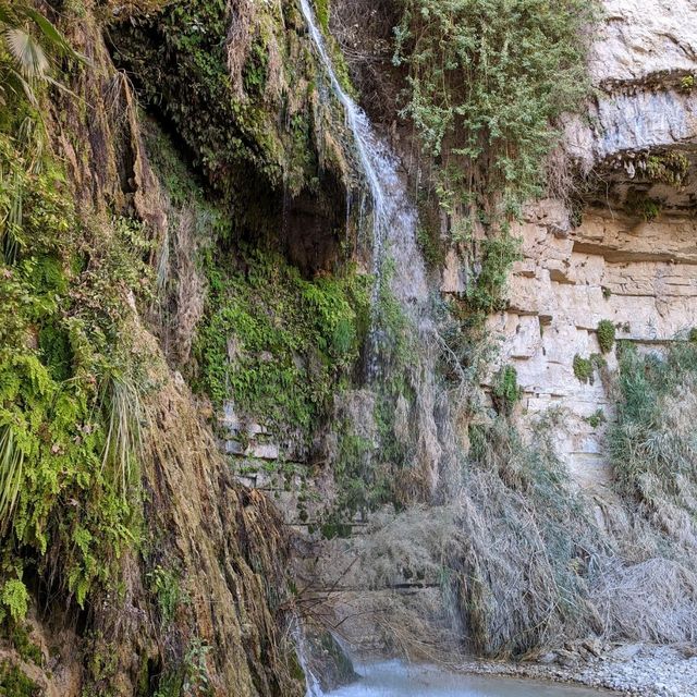 Enjoying the wonder of the Ein Gedi oasis 