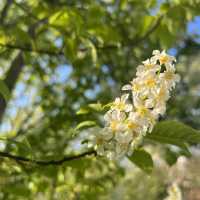 Spring Time in Greifswald… Germany 