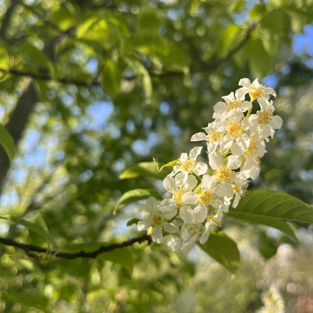 Spring Time in Greifswald… Germany 