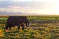 8 Days Classic Kenya Safari Experience 