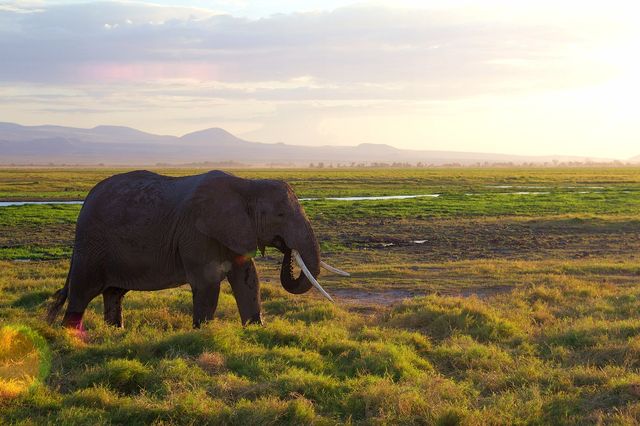 8 Days Classic Kenya Safari Experience 