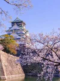 Osaka Castle park full of   cherry blossom 🌸