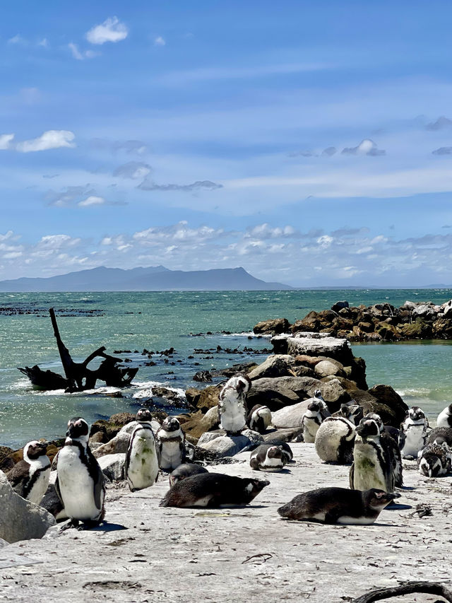 Discover Betty’s Bay, South Africa 🐧