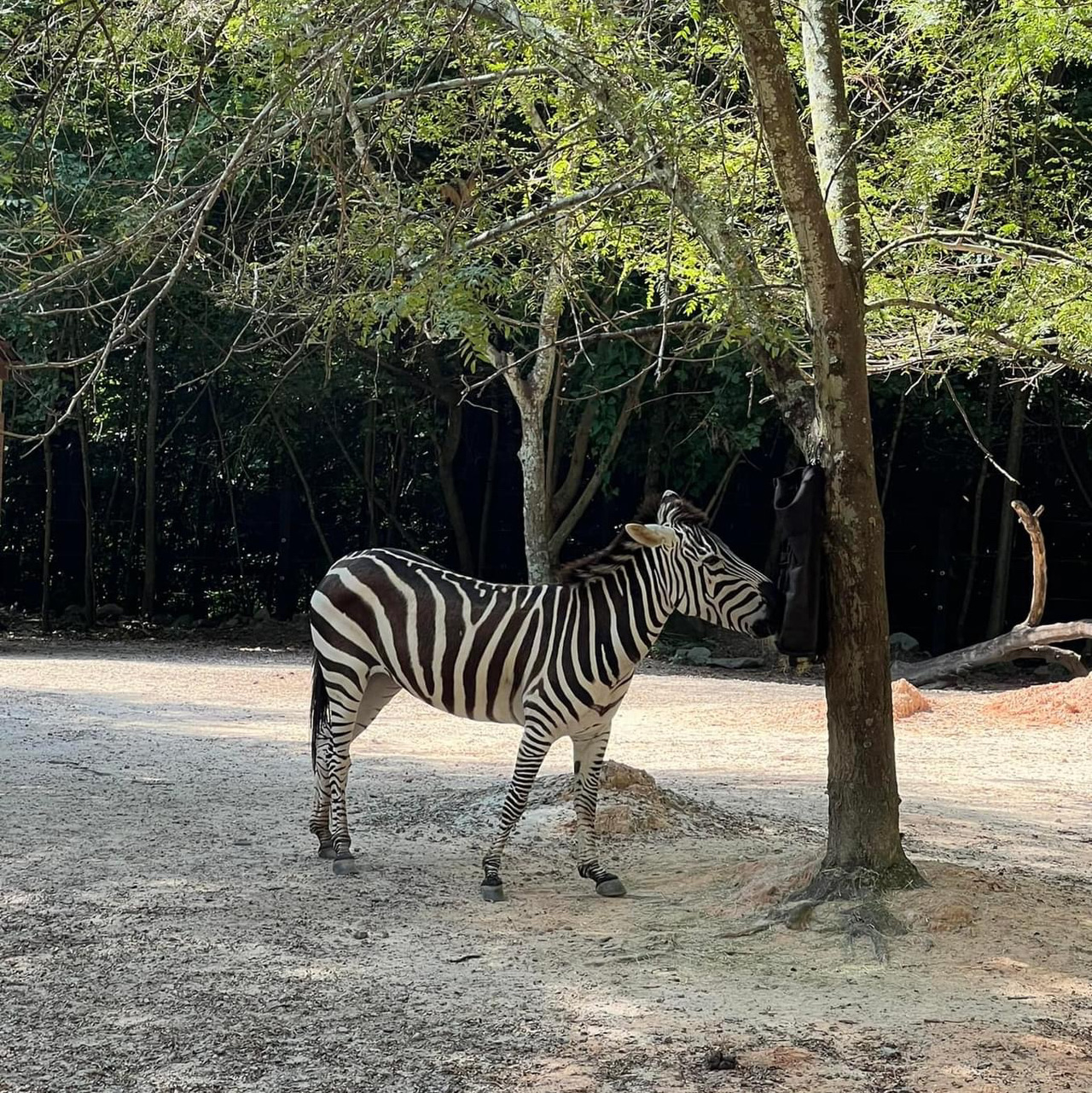 Riverbanks Zoo & Garden 🇺🇸