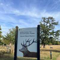 Richmond Park Retreat: Nature’s Oasis in London