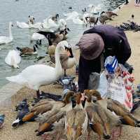 A Day in Hyde Park: London’s Urban Oasis