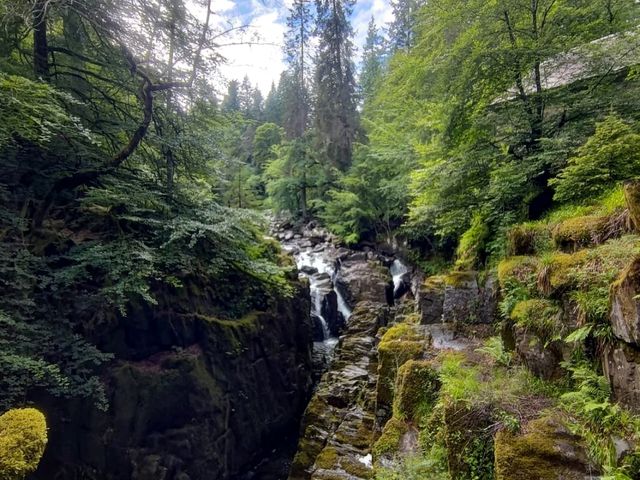 Evergreen Scotland 