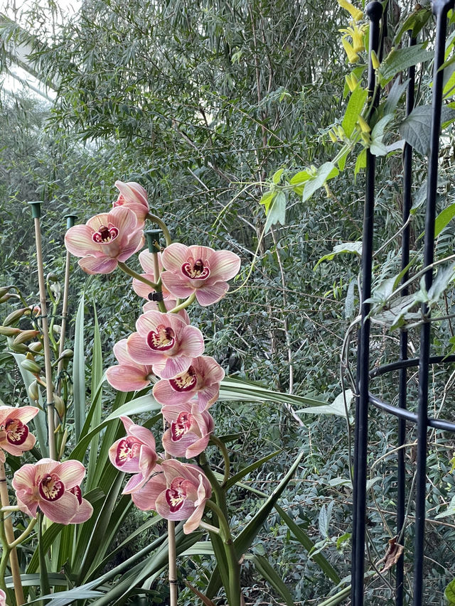 Kew Gardens: A Living, Breathing Wonderland 🌿🌸