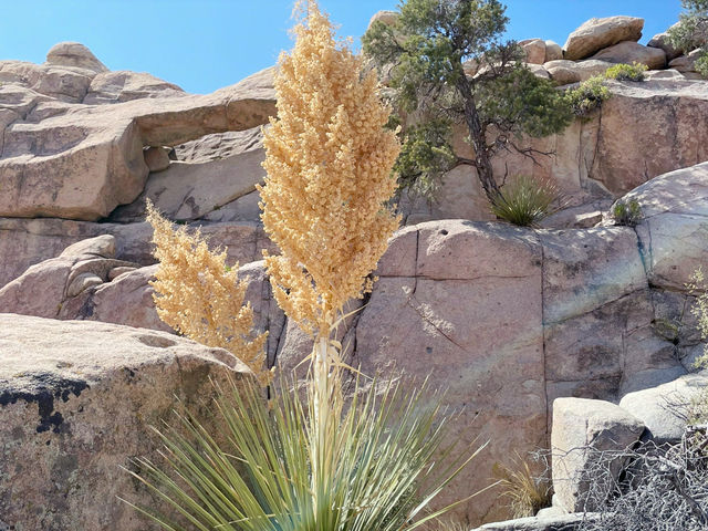 Joshua Tree National Park: A Desert Adventure Wonderland 🌵🎢