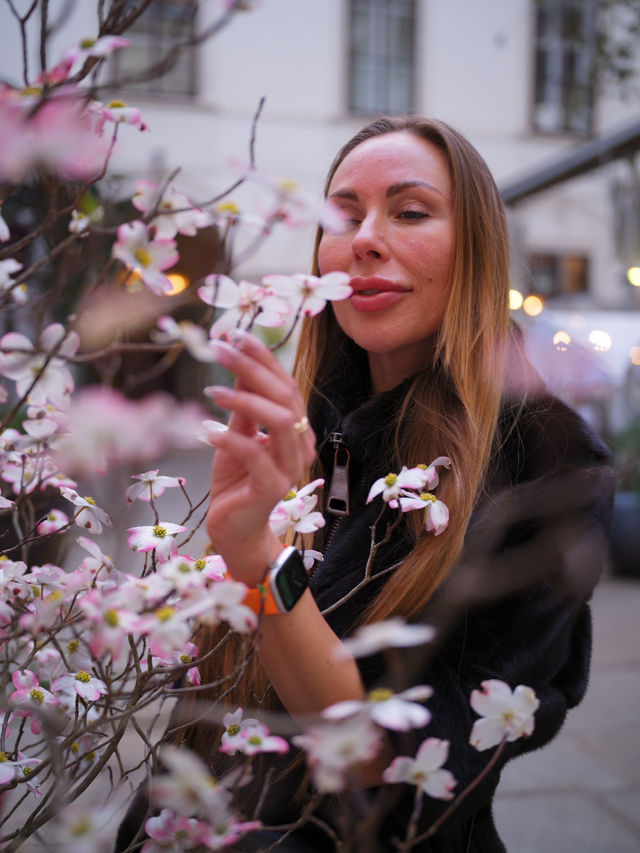 Best time to catch spring blossom in Vienna 