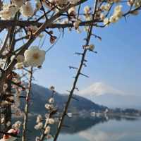 Mt Fuji covered with Sakura
