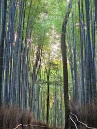 A Walk Through Arashiyama Forest