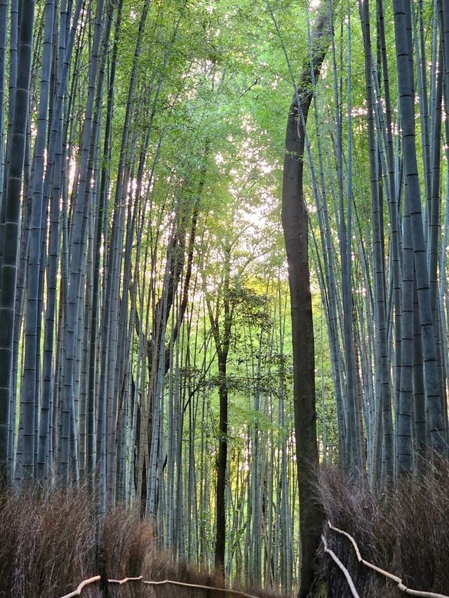A Walk Through Arashiyama Forest