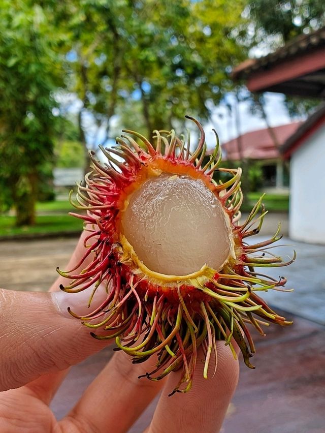 Khao Sok: Floating Dreams and Jungle Adventures in Southern Thailand