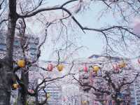 大阪到東北賞櫻攻略：榴岡公園