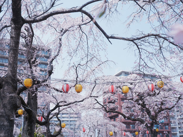 大阪到東北賞櫻攻略：榴岡公園