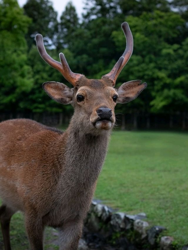 🌸 Nara Park: Where Nature, History & Sacred Deer Meet 🇯🇵✨