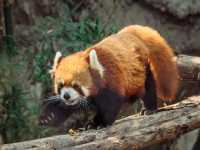 A Wild Day Out: Visiting Chiang Mai Zoo in Northern Thailand