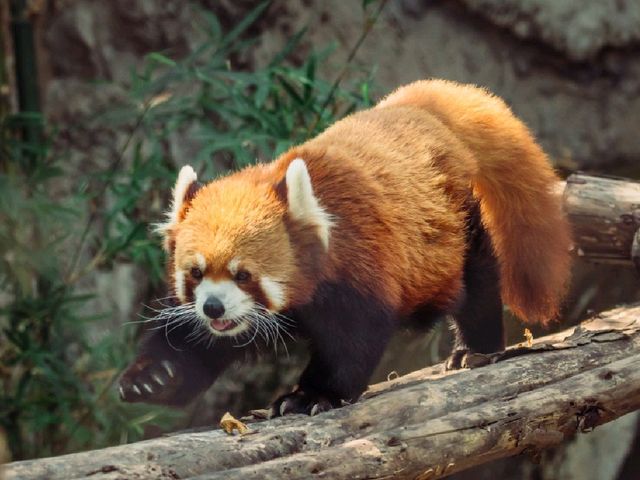A Wild Day Out: Visiting Chiang Mai Zoo in Northern Thailand