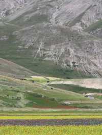 🌼 A Sea of Blossoms – Castelluccio di Norcia, Italy