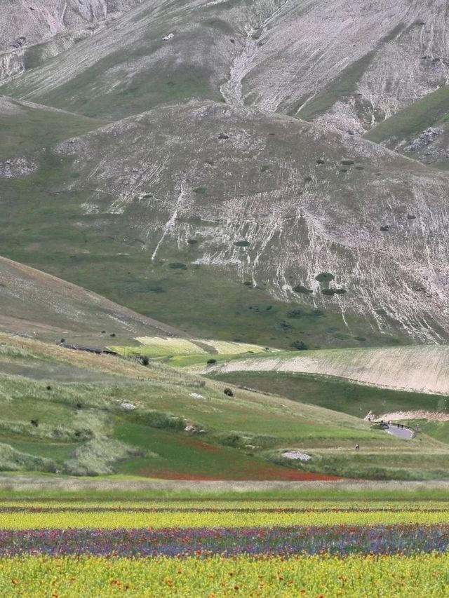 🌼 A Sea of Blossoms – Castelluccio di Norcia, Italy