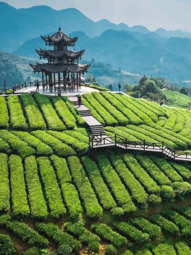 ⛰️ Mengding Mountain – The Ancient Cradle of Chinese Tea