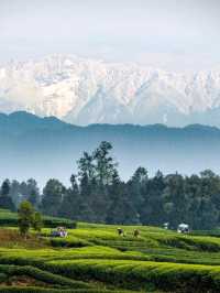 ⛰️ Mengding Mountain – The Ancient Cradle of Chinese Tea