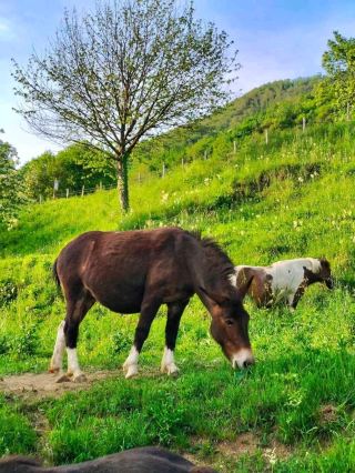 บรรยากาศแบบเมดิเตอร์เรเนียน