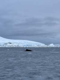 Whale Spotting in ANTARCTICA ❄️🐋