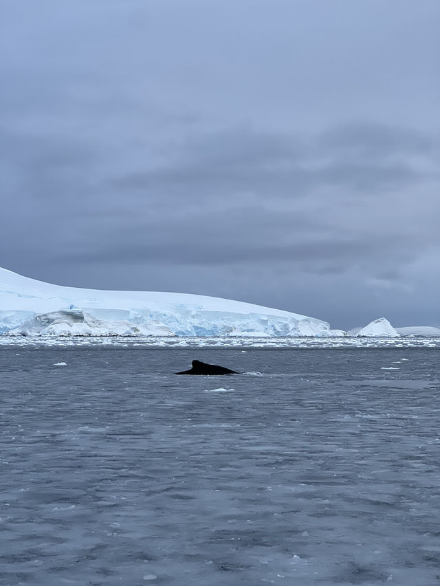 Whale Spotting in ANTARCTICA ❄️🐋