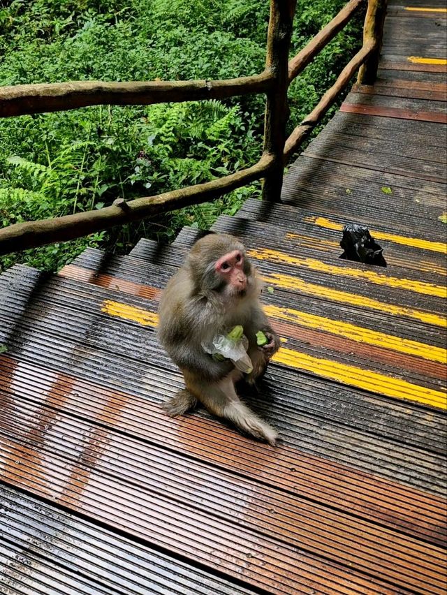 Как Увидеть парк Аватар без толп!