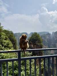 Макаки 🐒 ждут Вас в Национальном парке Чжанцзяцзе ✨ 