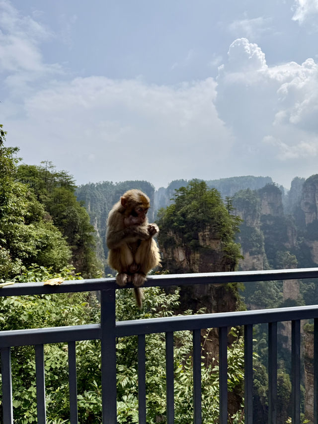 Макаки 🐒 ждут Вас в Национальном парке Чжанцзяцзе ✨ 