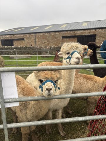 🏴󠁧󠁢󠁳󠁣󠁴󠁿 Fife's Hidden World Guide: From Farm Life to Extreme Coastlines 🦙🌊