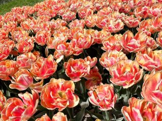 [Switzerland] 2026 Morges Tulip Festival (55th Anniversary Celebration).