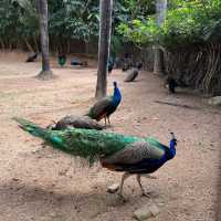 Fun experience at Shenzhen Safari Park