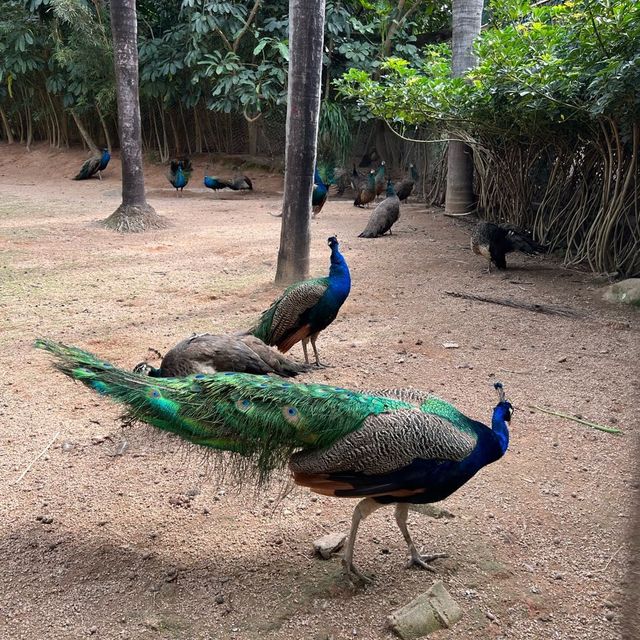 Fun experience at Shenzhen Safari Park