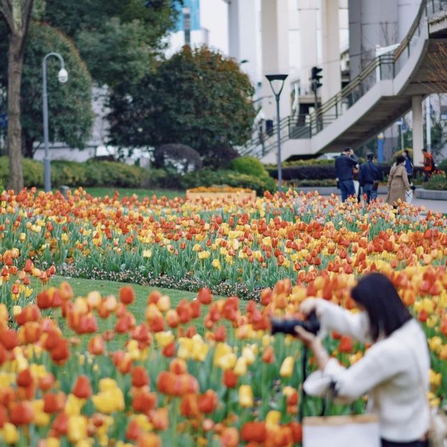 The tulips in Jing 'an Sculpture Park🌷🌷