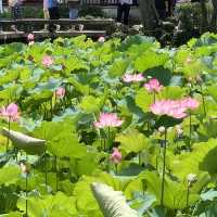 【中国・蘇州】夏は蓮の花が一面に咲き乱れる庭園・拙政園（世界文化遺産）